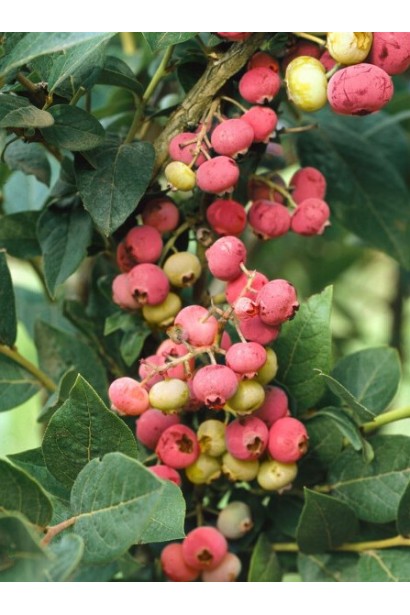 Vaccinium corymbosum Pink Lemonade 